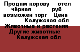 Продам корову, 5 отел, чёрная, 170 000 руб., возможен торг › Цена ­ 170 000 - Калужская обл. Животные и растения » Другие животные   . Калужская обл.
